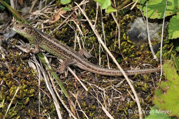 Mâle d'un lézard agile, coloration automnale