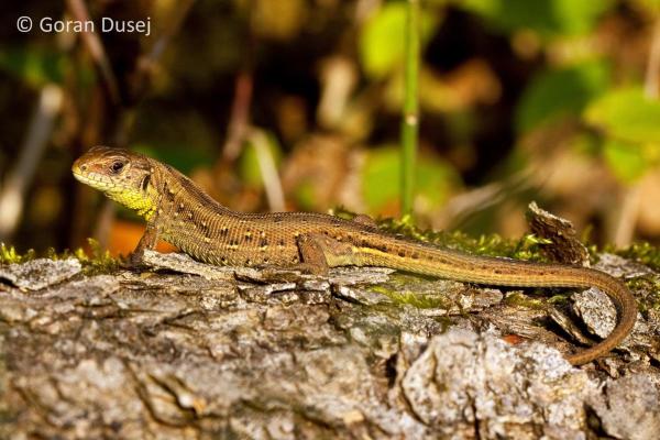 Femelle d'un lézard agile