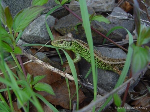 Mâle d'un lézard agile