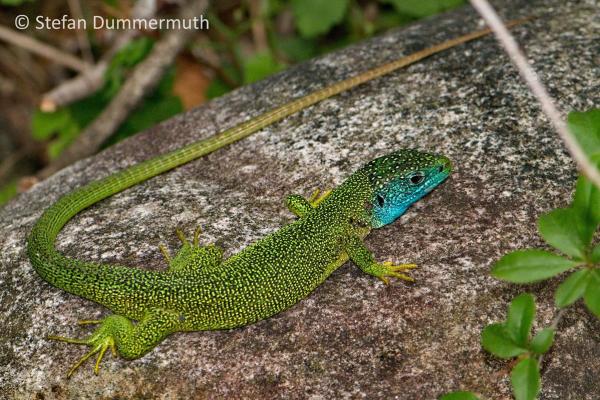 Mâle d'un lézard vert avec coloration vert éclatante et gorge bleue 