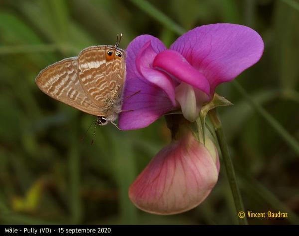 Papilllon Azuré porte-queue (Lampides boeticus) 
