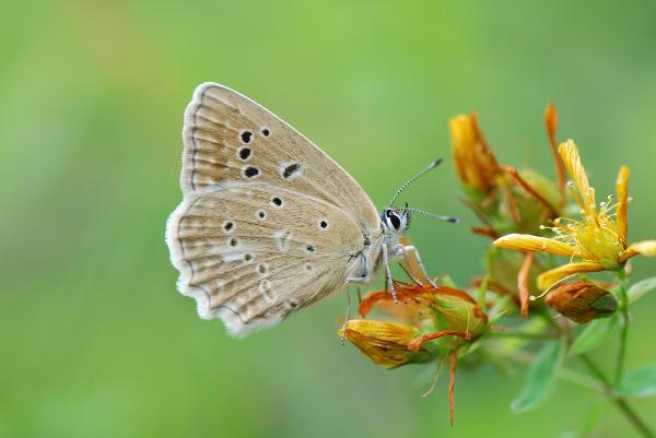 Polyommatus daphnis © Yannick Chittaro