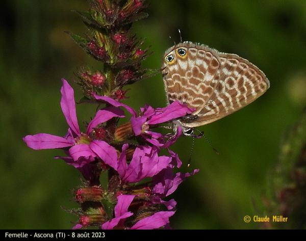 Papillon Azuré de la luzerne (Leptotes pirithous) 