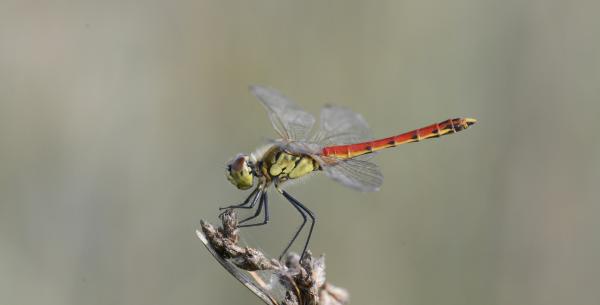 Sympetrum depressiusculum © Christian Monnerat