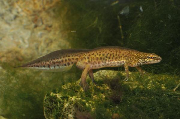 Männchen des Fadenmolchs im Wasser