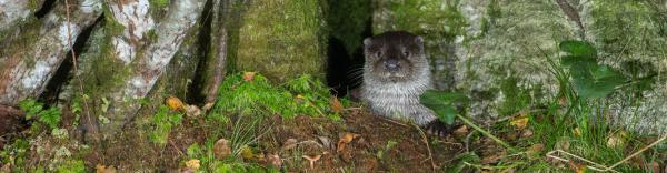 Loutre (© Stéphane Raimond)