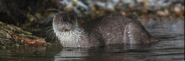 Loutre (© Stéphane Raimond)