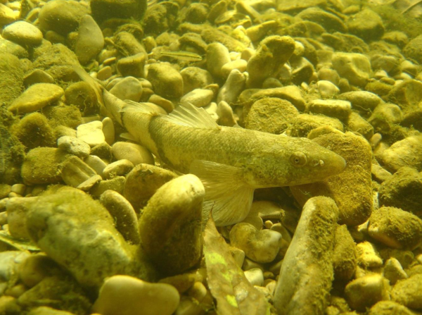 Liste rouge des espèces menacées en Suisse: Poisson et cyclostomes