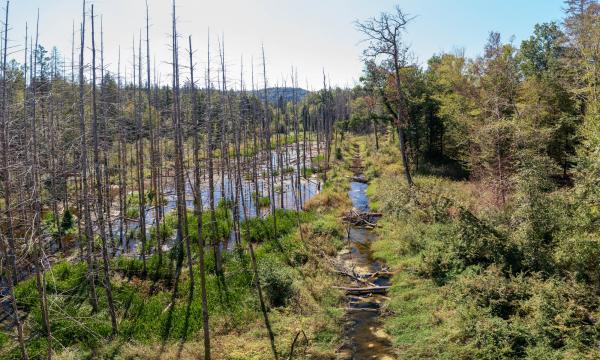 Biberrevier in Marthalen Von Bibern beeinflusstes Gebiet