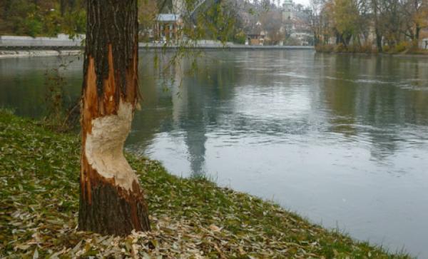 Arbre isolé rongé