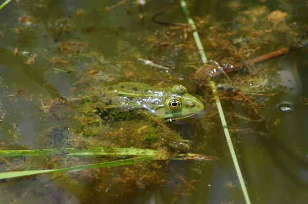 Teichfrosch schaut mit dem Kopf aus dem Wasser