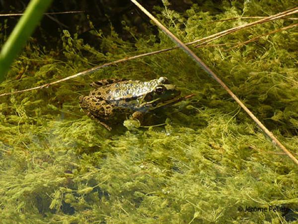 Seefrosch, schaut mit dem Oberkörper aus dem Wasser