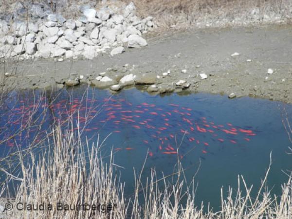 Banc de poissons rouges dans l'étang des amphibiens