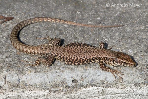 Mâle d'un lézard des murailles