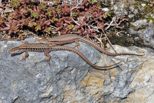 Couple du lézard des murailles sur une pierre