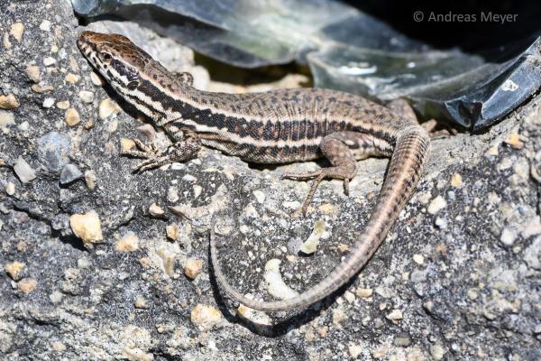 Femelle d'un lézard des murailles