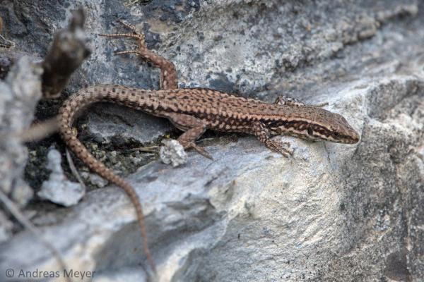 Juvénile du lézard des murailles