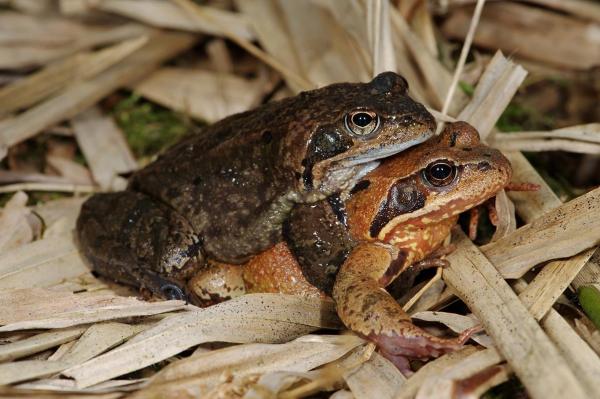 Couple de grenouilles rousses, le mâle s'accroche au dos de la femelle