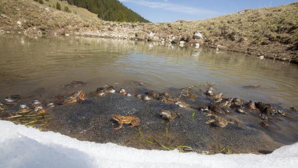 Grenouilles rousses dans un étang avec neige sur la rive