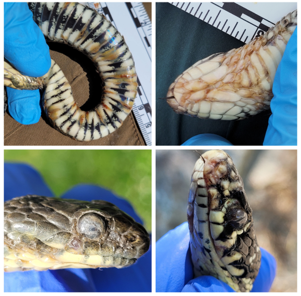 Photos de lésion typiques de la Snake Fungal Disease