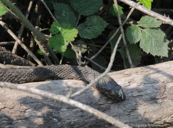 Natrice tassellata con lesioni sulla testa 