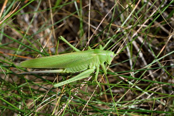 Femelle de Sauterelle orientale avec le dessus uniformément vert. © Nicolina Marugg-Meyer