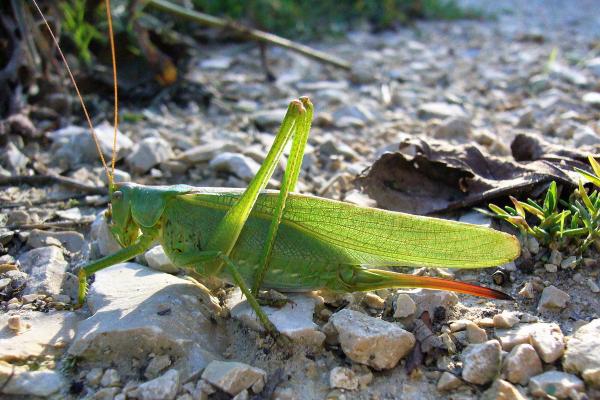 Femelle de Grande Sauterelle verte © Urs Schaffner