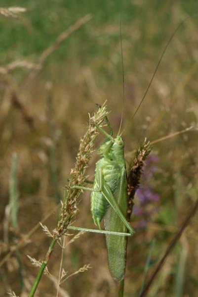 Mâle de Grande Sauterelle verte © Joris Egger