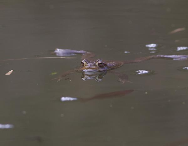 Crapaud commun nageant dans un plan d'eau avec des poissons rouges