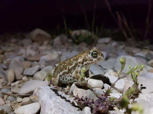 Crapaud calamite (© Petra Ramseier) Un crapaud calamite sur une surface de gravier