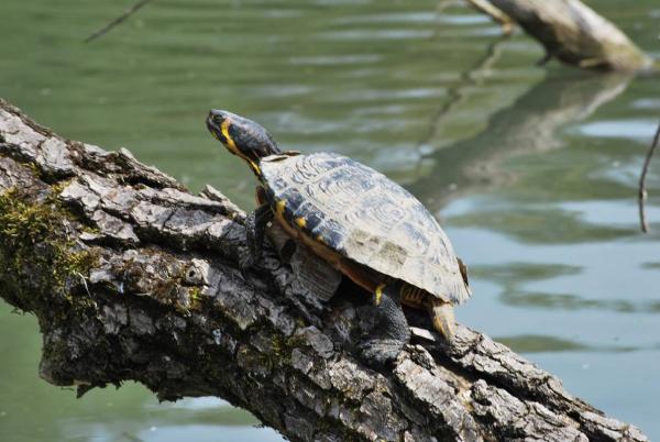 Schmuckschildkröte auf einem aus dem Wasser ragenden Baumstamm