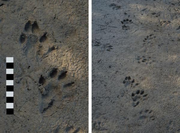 Empreinte (à gauche) d'une trace (à droite) sur un sol argileux (© Christof Angst)
