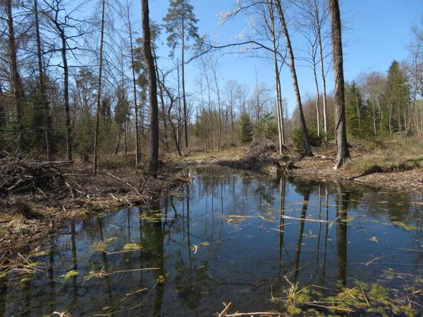 Forêt alluviale avec plan d'eau