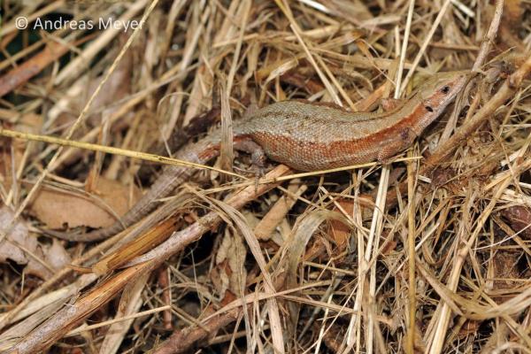 Femelle d'un lézard vivipare