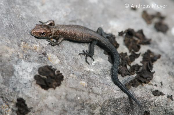 Juvénile du lézard vivipare