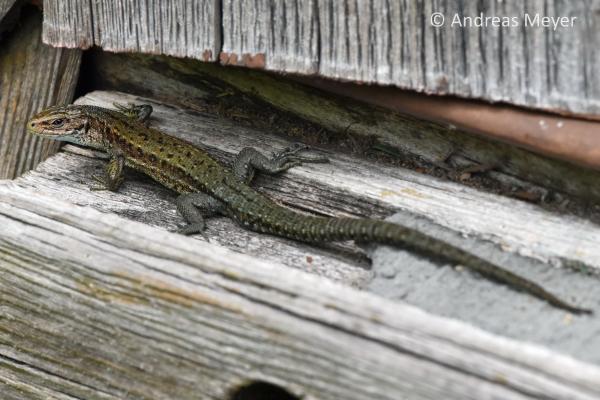 Mâle d'un lézard vivipare