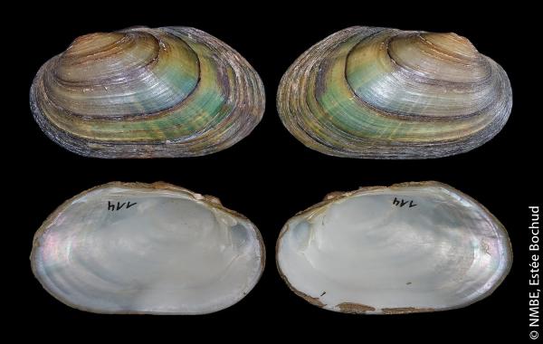 Unio crassus