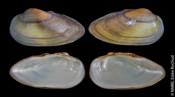 Unio tumidus
