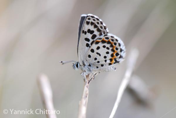 Scolitantides orion 
