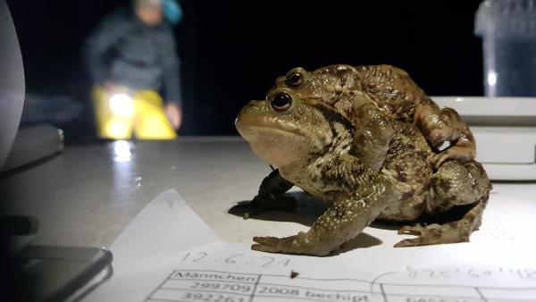 Erdkröten-Paar (© Benedikt Schmidt) Erdkrötenweibchen mit einem Männchen auf dem Rücken