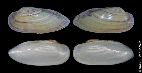 Unio pictorum