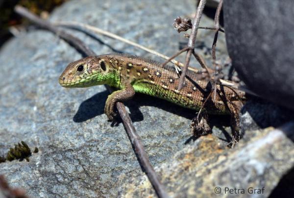 Lézard agile prenant un bain de soleil sur un mur de pierres sèches