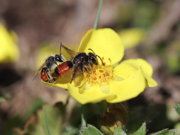 Andrena potentillae (EN) raccoglie il polline esclusivamente sulle potentille. Si osserva raramente in Svizzera, solo in località climaticamente favorevoli (© Sophie Giriens) Coppia di api selvatiche Andrena potentillae