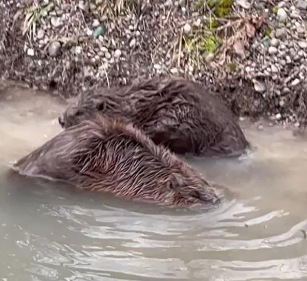 Biber in einem Kanal in Zürich Seebach