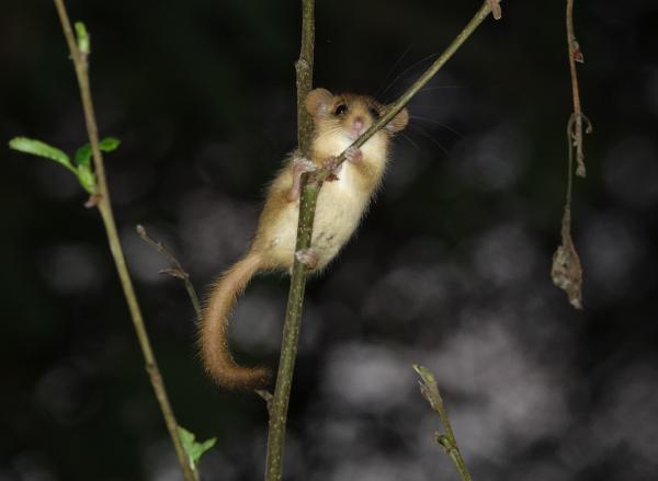 Una nuova specie di moscardino