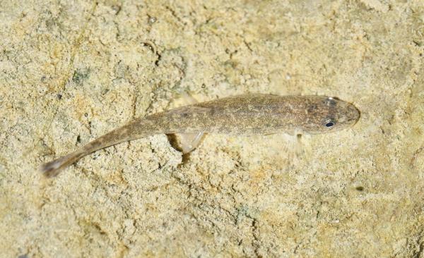 Loche Franche Barbatula barbatula aggr. (© Maxime Chèvre) Hell gefärbter Fisch vor hellem Unterwassergrund