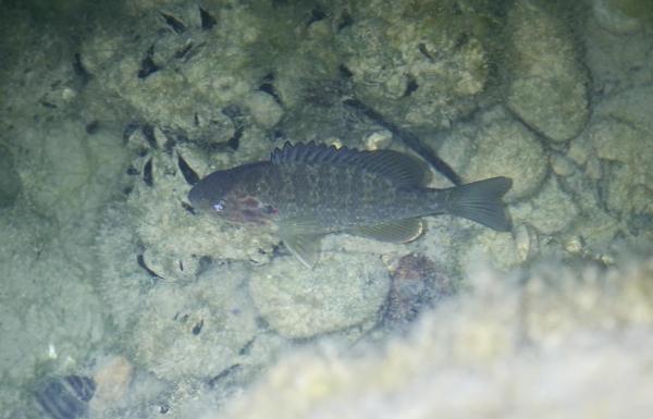 Gestreifter Fisch im Wasser
