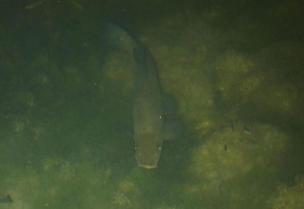 Fisch im Wasser