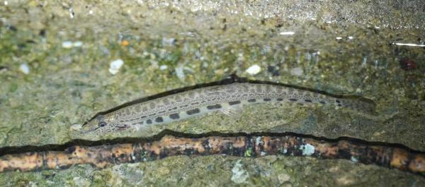 Langer, schmaler Fisch