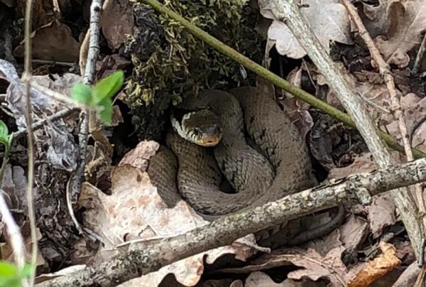 Gut versteckte Ringelnatter in einem Laubhaufen im Garten